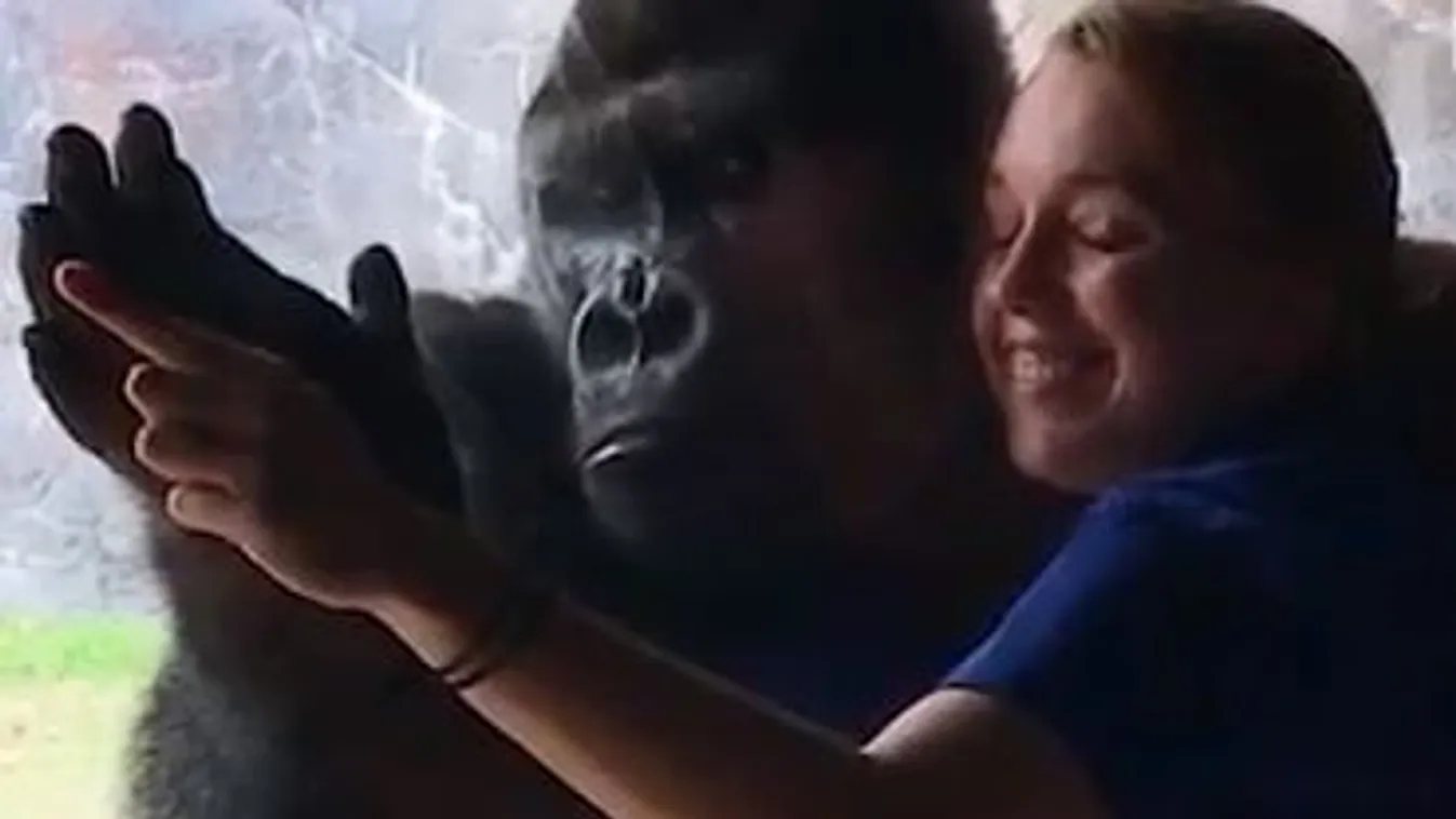 gorilla, kézenállás 
