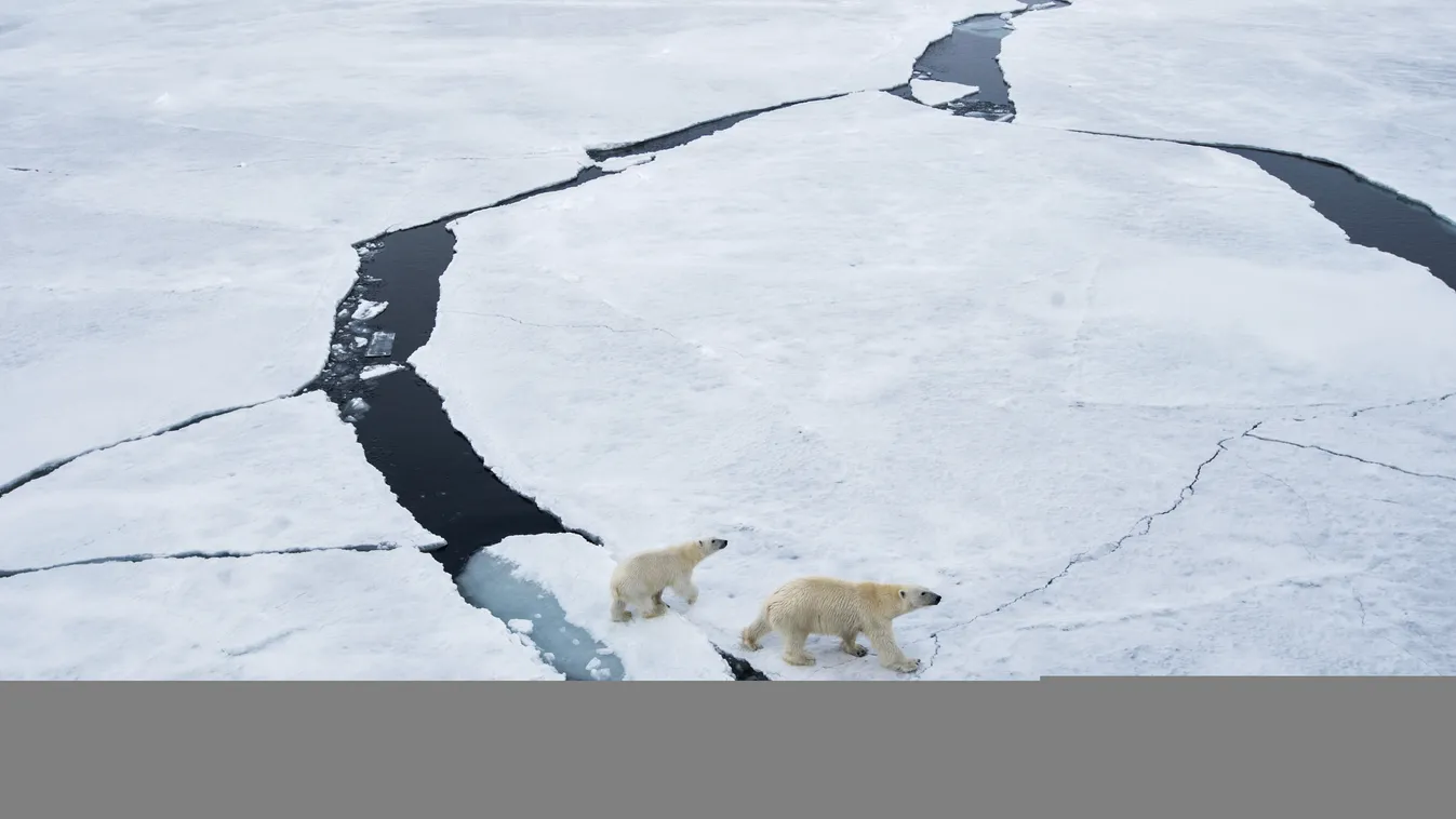 jegesmedve, jég, Felmelegedés, Kara-Winter 2015 Arctic expedition snow animal bear Arctic cold north wild HORIZONTAL ice-floe photo of the day editor's choice SQUARE FORMAT 