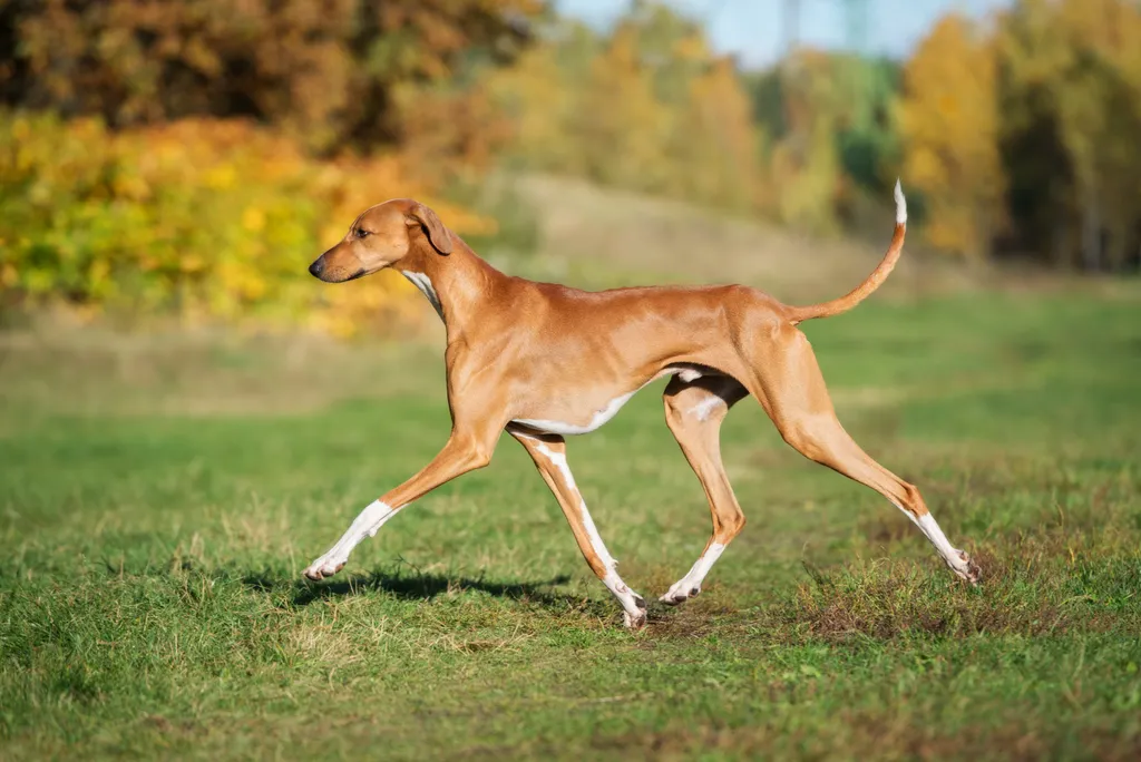 Ezek a világ legdrágább kutyái galéria - Azawakh 