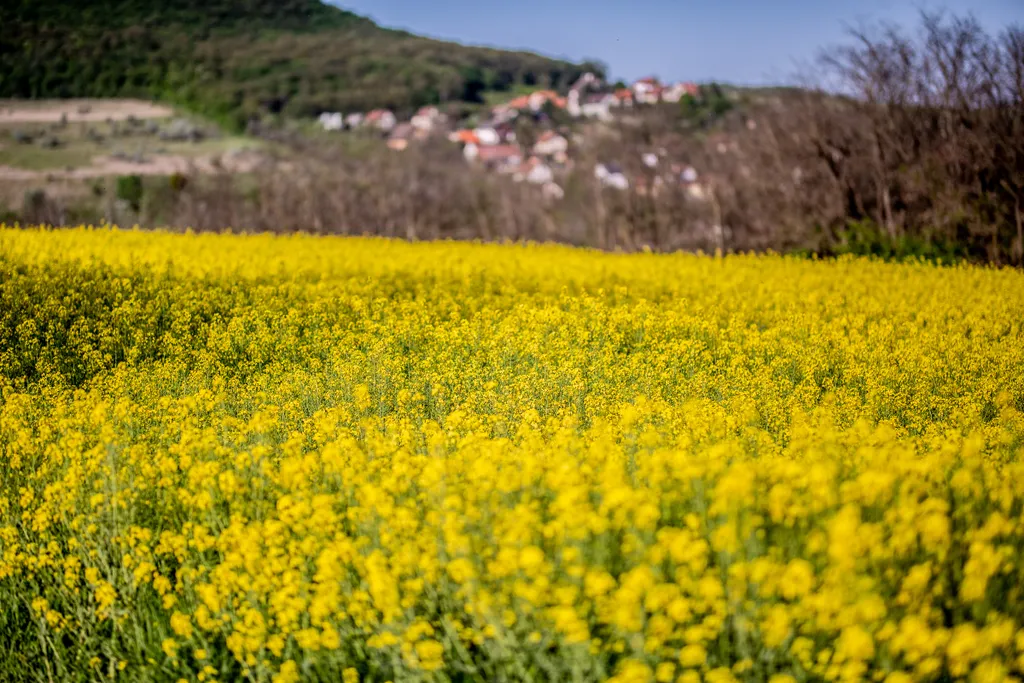 repce repcevirágzás virágzás virágzik sárga Solymár 