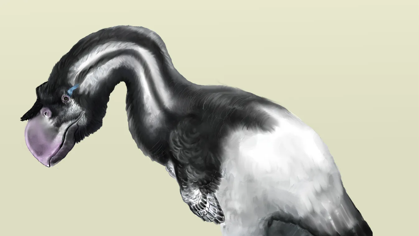Dromornis stirtoni 