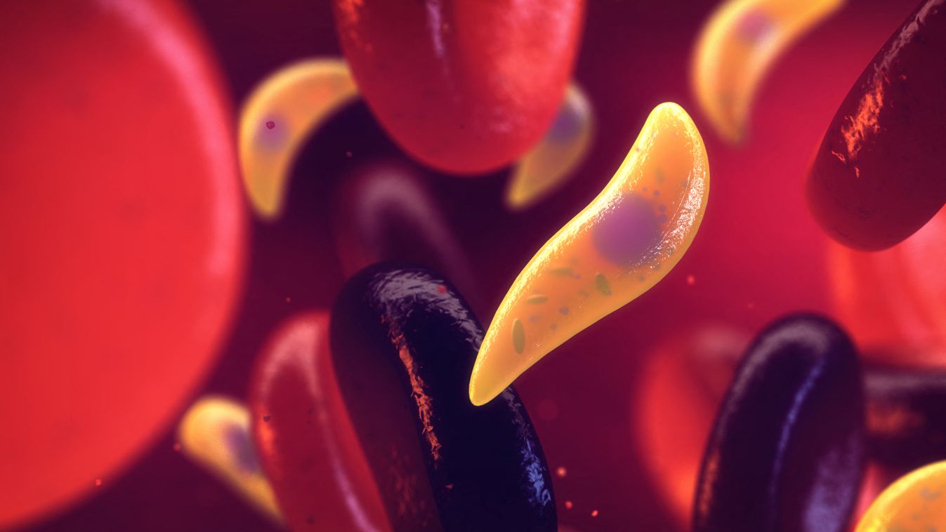 Toxoplasma gondii a vérben (illusztráció) 