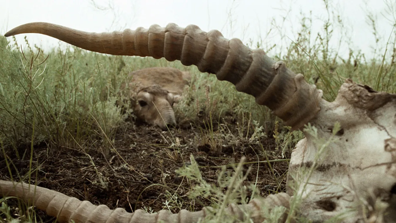 Saiga antilop fekszik egy elpusztult társa teteme mellett a Kalmuk sztyeppén, Oroszországban, 1990-ben