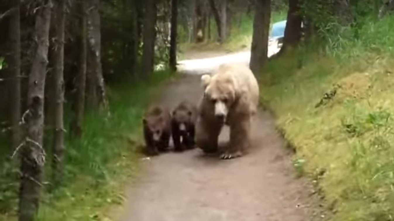 medve, Alaszka, medvebocs 