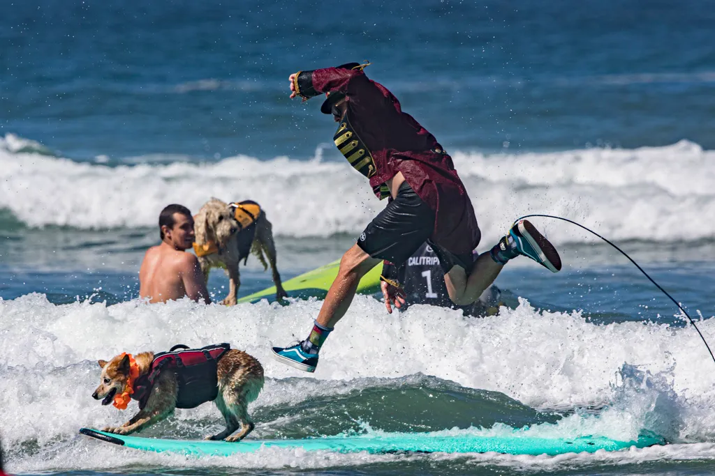 Szörföző kutyák gall  Helen Woodward Animal Center's 16th Annual Surf Dog Surf-a-Thon 