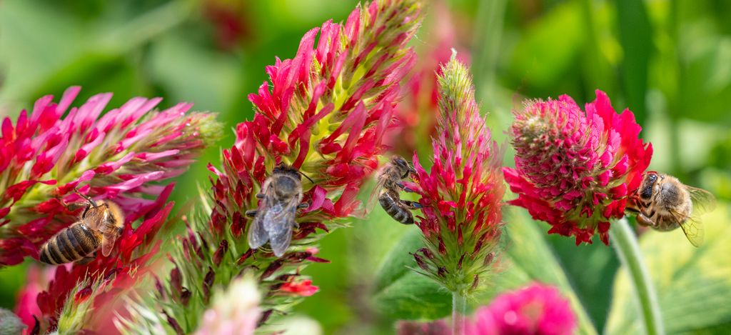 Ezek a mézelő virágok nem csak a szemet gyönyörködtetik, de a méhek is szeretik, méh, méhek, méz, mézelő, virág, színes,lóhere 