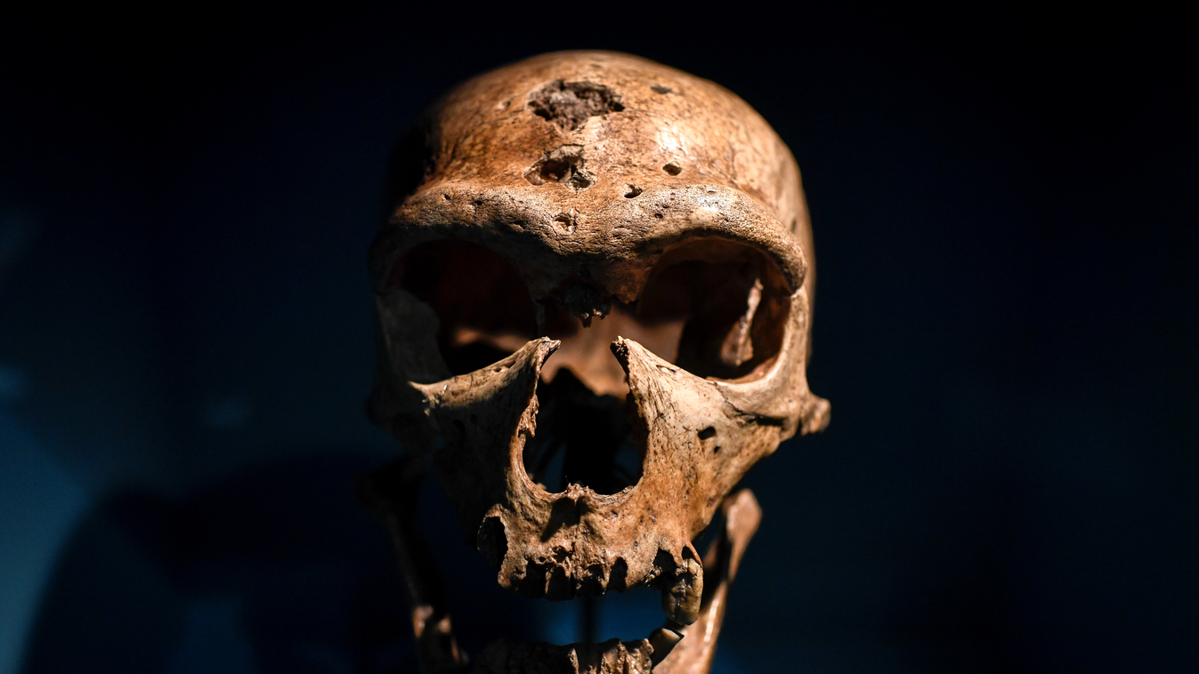 Egy neandervölgyi koponyája 