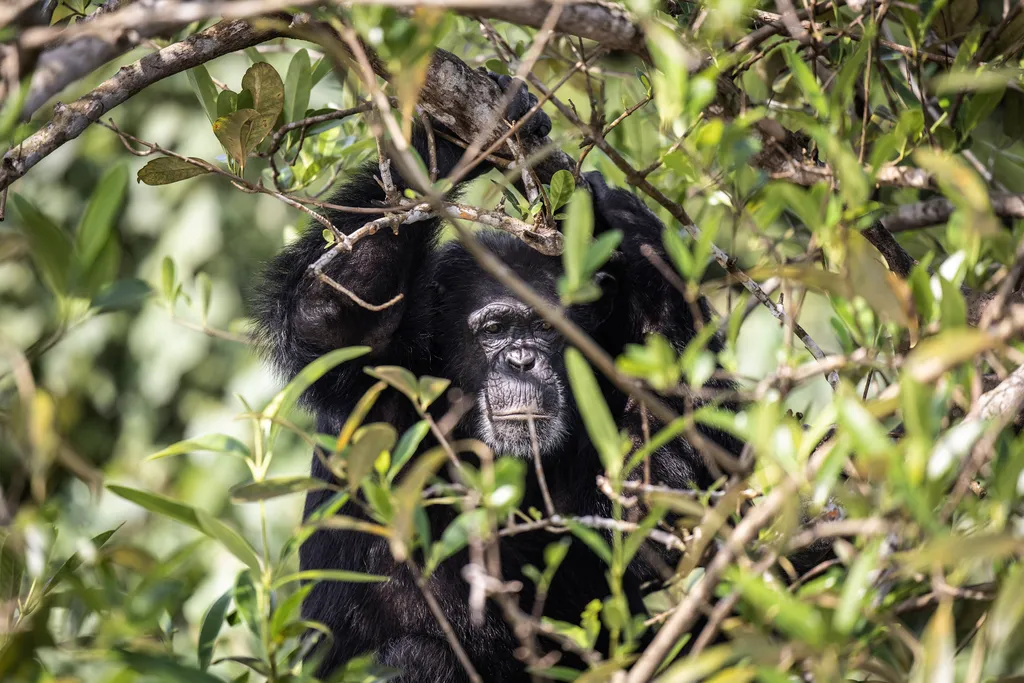 Elhagyott csimpánzok gondozása animal environment Horizontal 