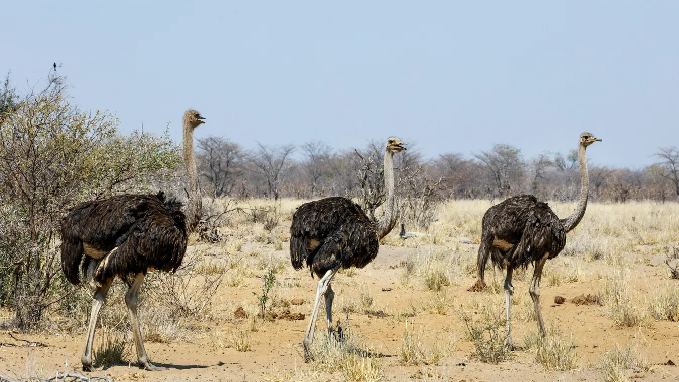 Afrika, Namíbia, élővilág, természet, állatvilág, Kavango medence 