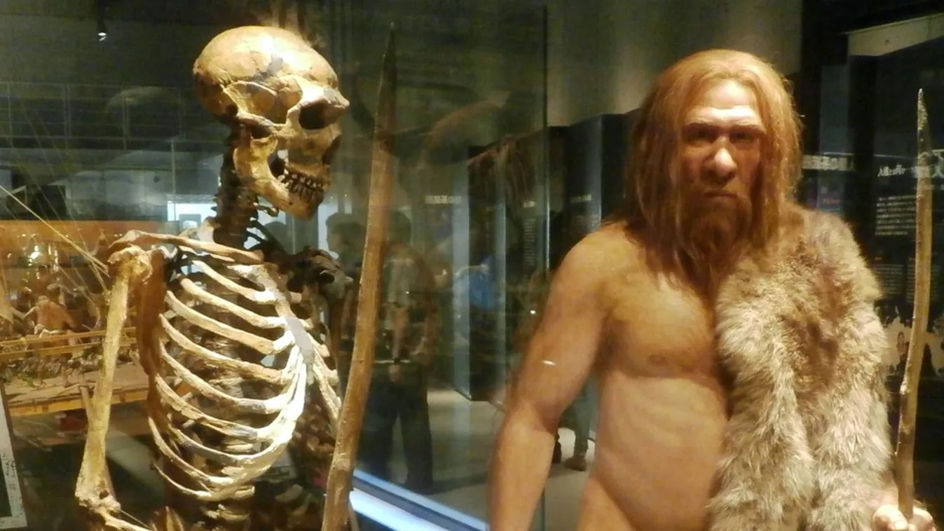 neandervölgyi 