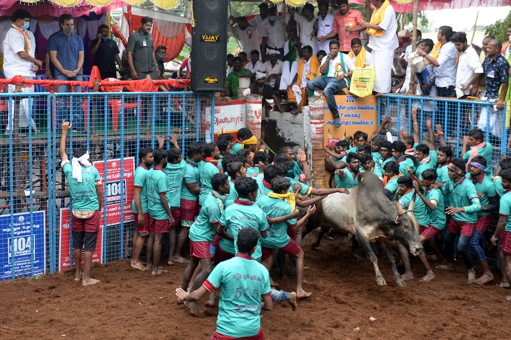 Jallikattu Avaniyapuram bika India Tamil Nadu 