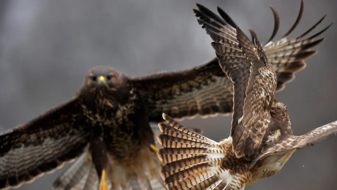 ÁLLAT állatfotó egerészölyv FOTÓ FOTÓTÉMA madár ragadozó madár 