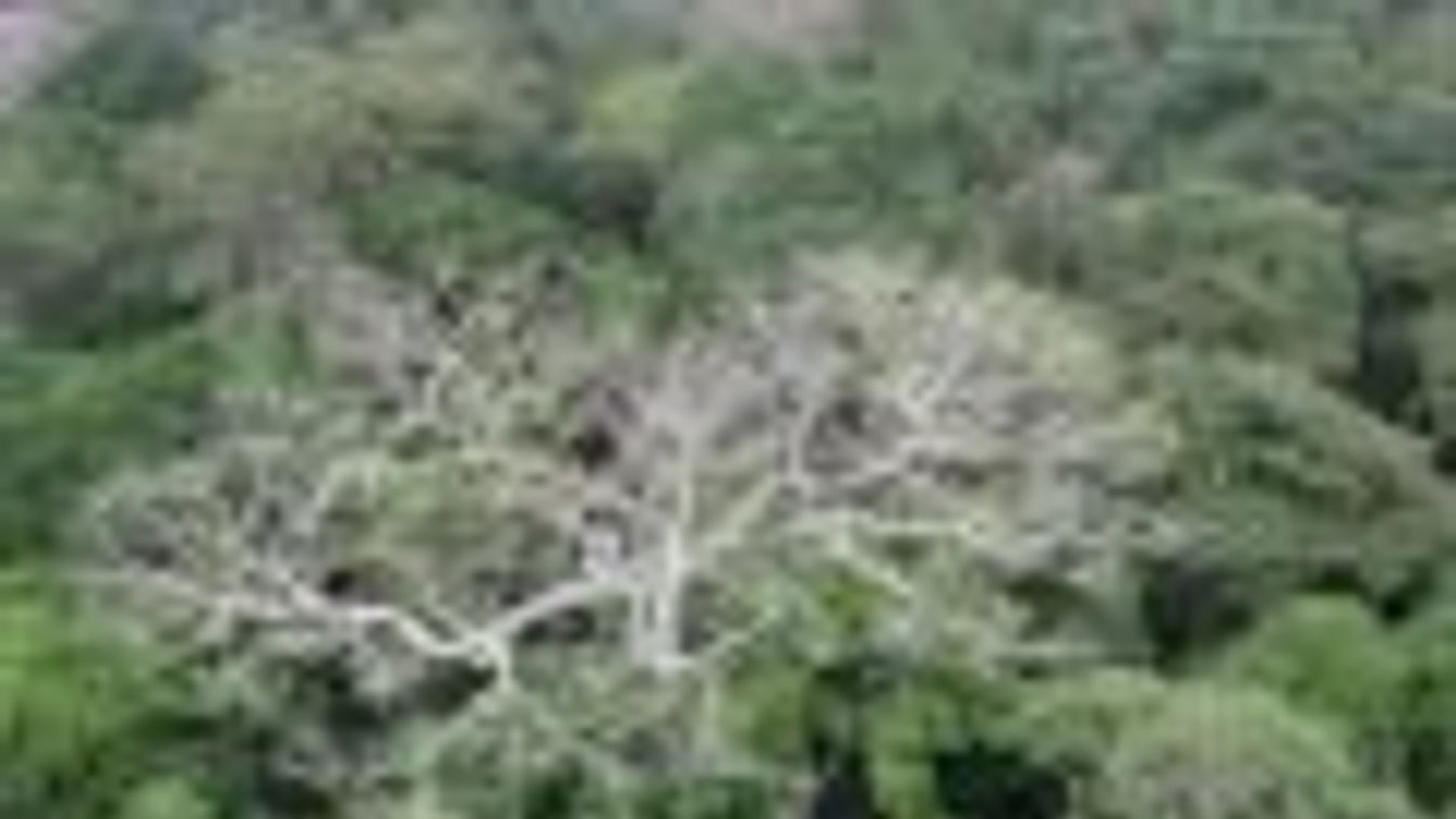 Amazonas, kiszáradt fa
