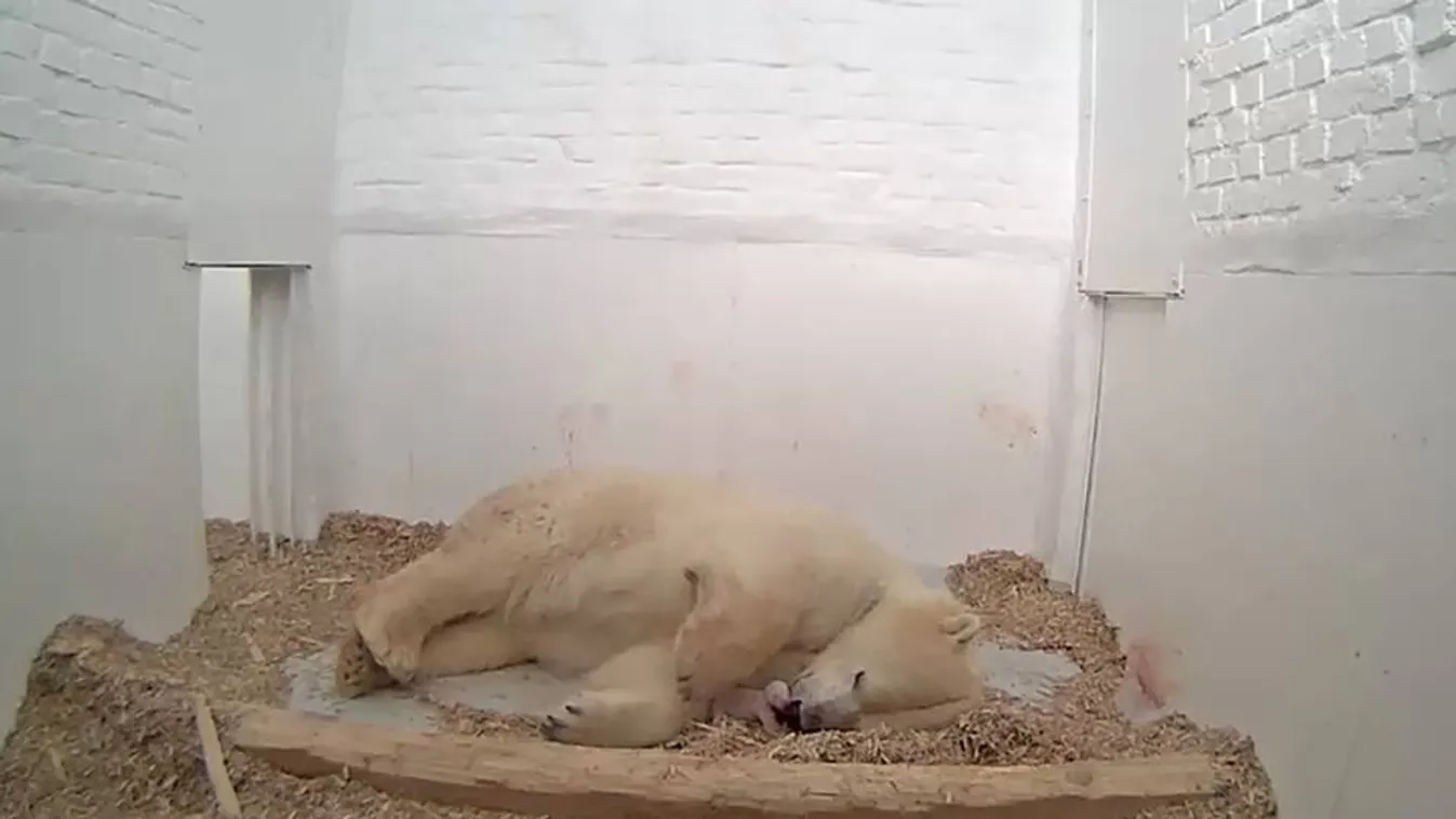 berlin állatkert jegesmedve bocs jegesmedvebocs 
