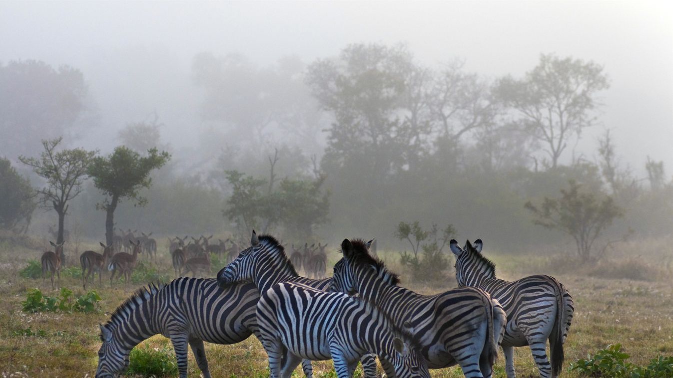 Kruger Nemzeti Park 
