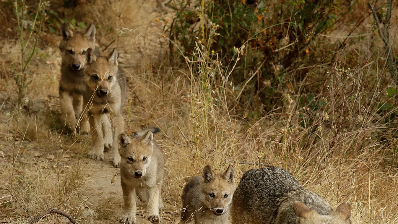 szürke farkas, Canis lupus 