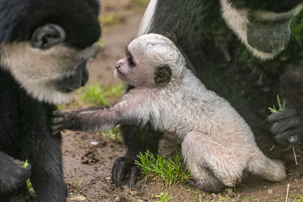 hófehér gereza kölyök született a Nyíregyházi Állatparkban 
