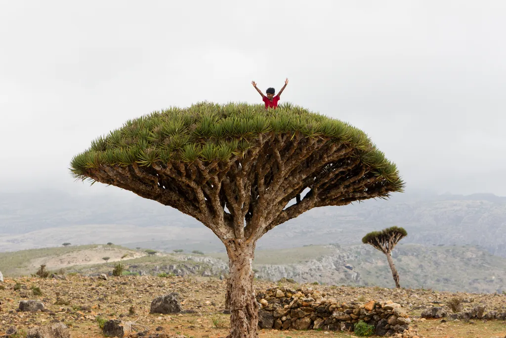 Dragon, Trees, On, Socotra, Island,, Yemen, sárkányvérfa, Szokotra sziget, 