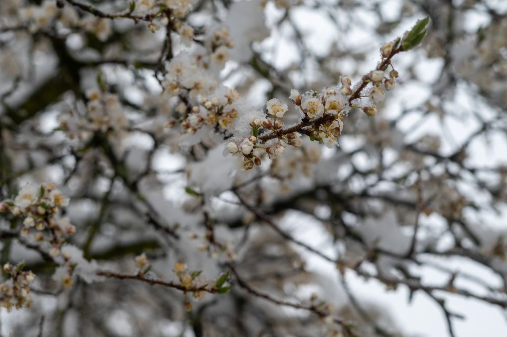 Erdély gyümölcsfa havas IDŐJÁRÁS természetfotó, havazás, erdély, 2023. 04. 04. 