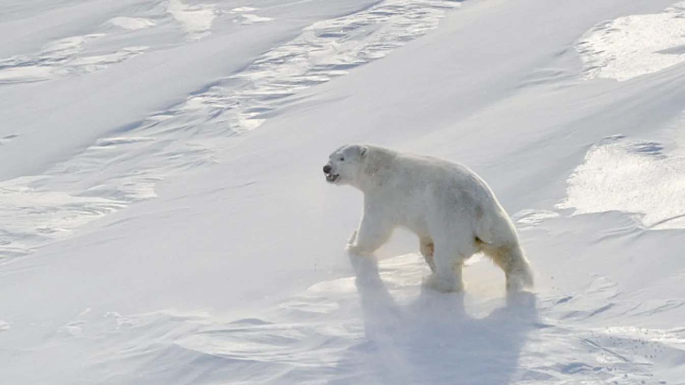 kihalófélben lévő állatok, jegesmedve