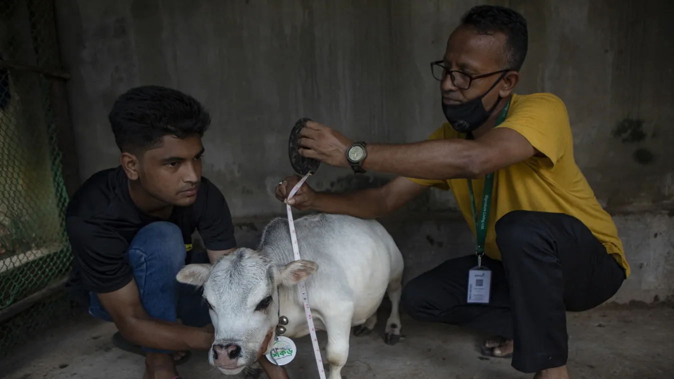 Rani, világ legkisebb tehene, Banglades 