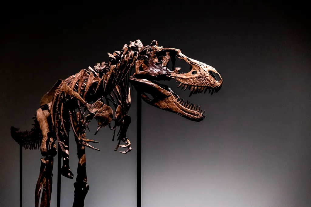 Dinoszaurusz-csontváz a Sotheby’s árverésen, dinoszaurusz, csontváz, árverés, régészeti lelet, Gorgosaurus, Sotheby's aukciós ház, New York 