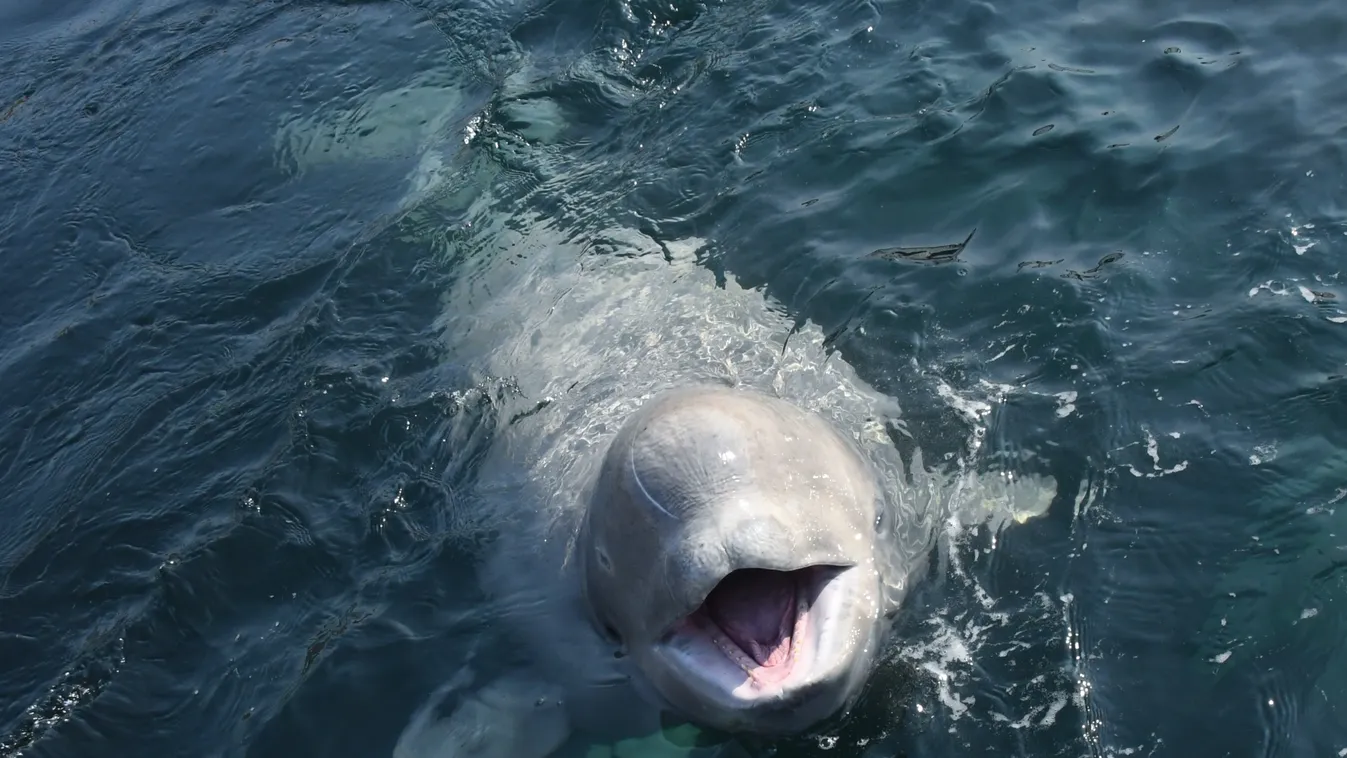 Beluga bálna Nakhodka 