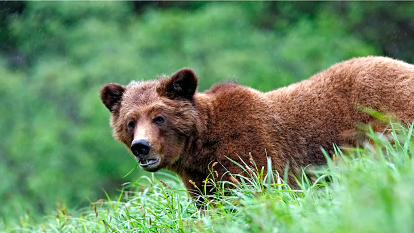 Grizzly medve támadás, Yellowstone Nemzeti Park 