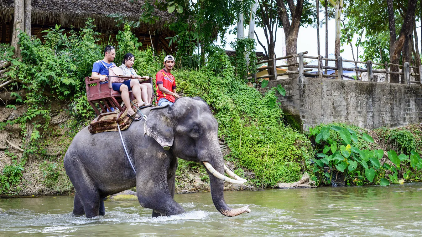 elefánt Measa Thaiföld 