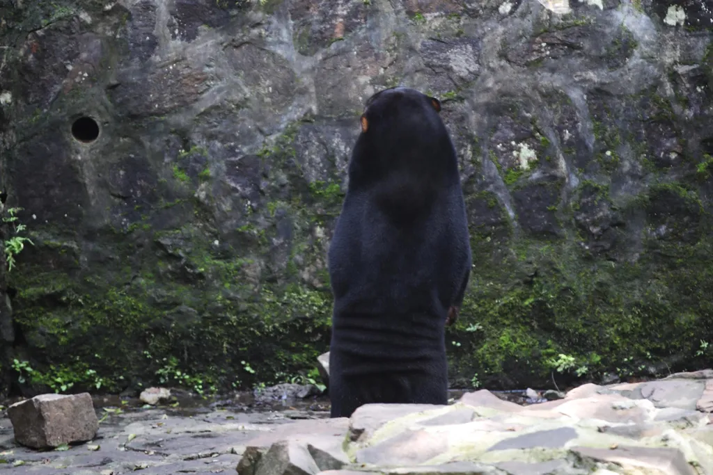 Maláj medve a hangcsoui állatkertben 