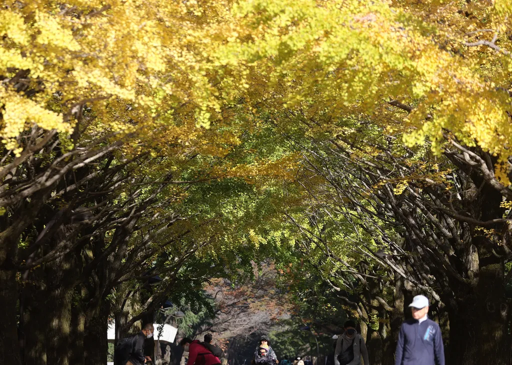ősz, ginko, időjárás, Tokió, Japán, galéria 
