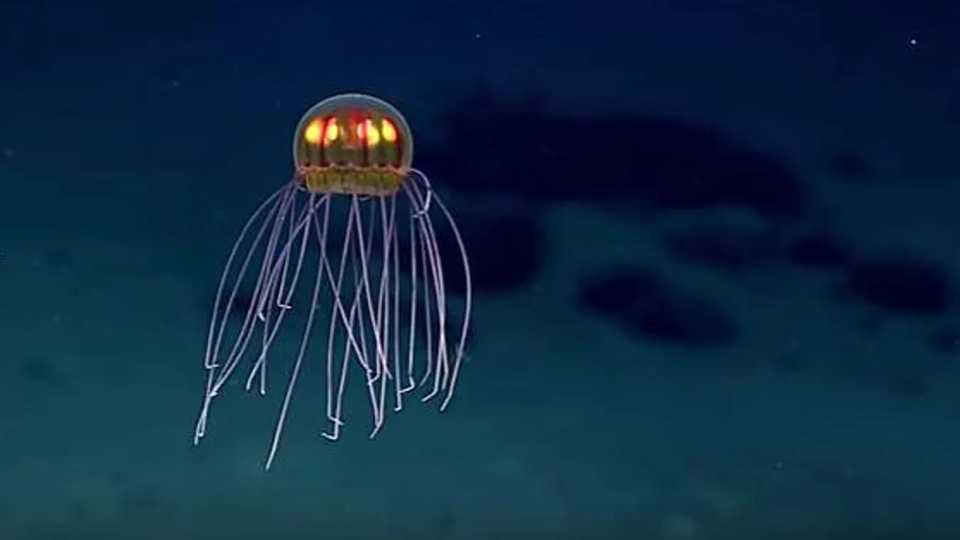 medúza, űrhajó 