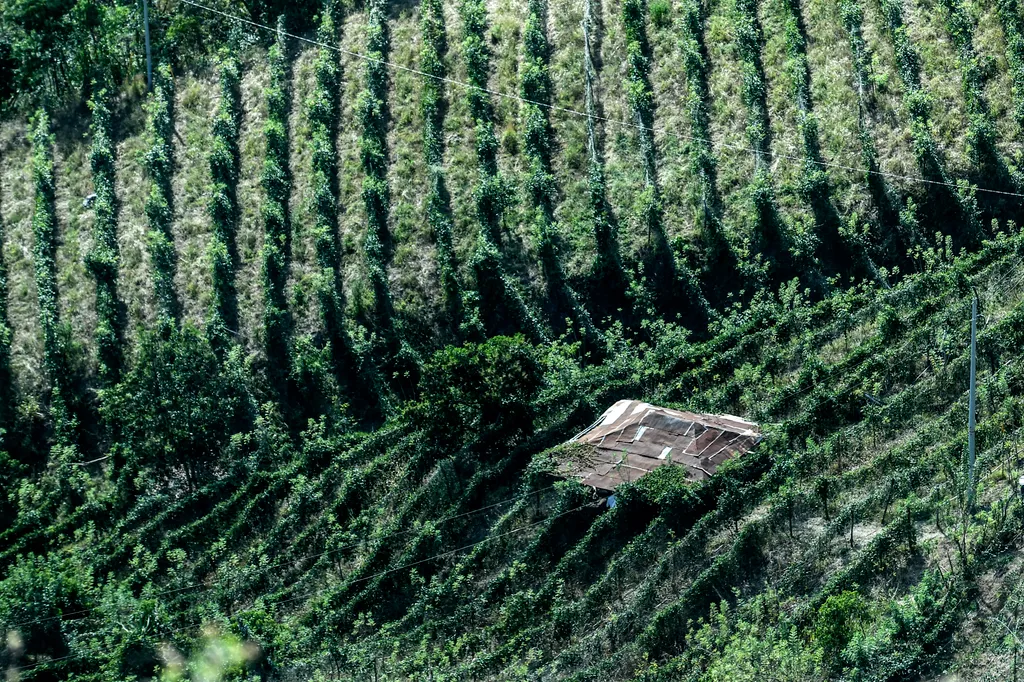 Kolumbiában a méheket veszélyezteti a túlzott avokádó termesztés  animal environment Horizontal 