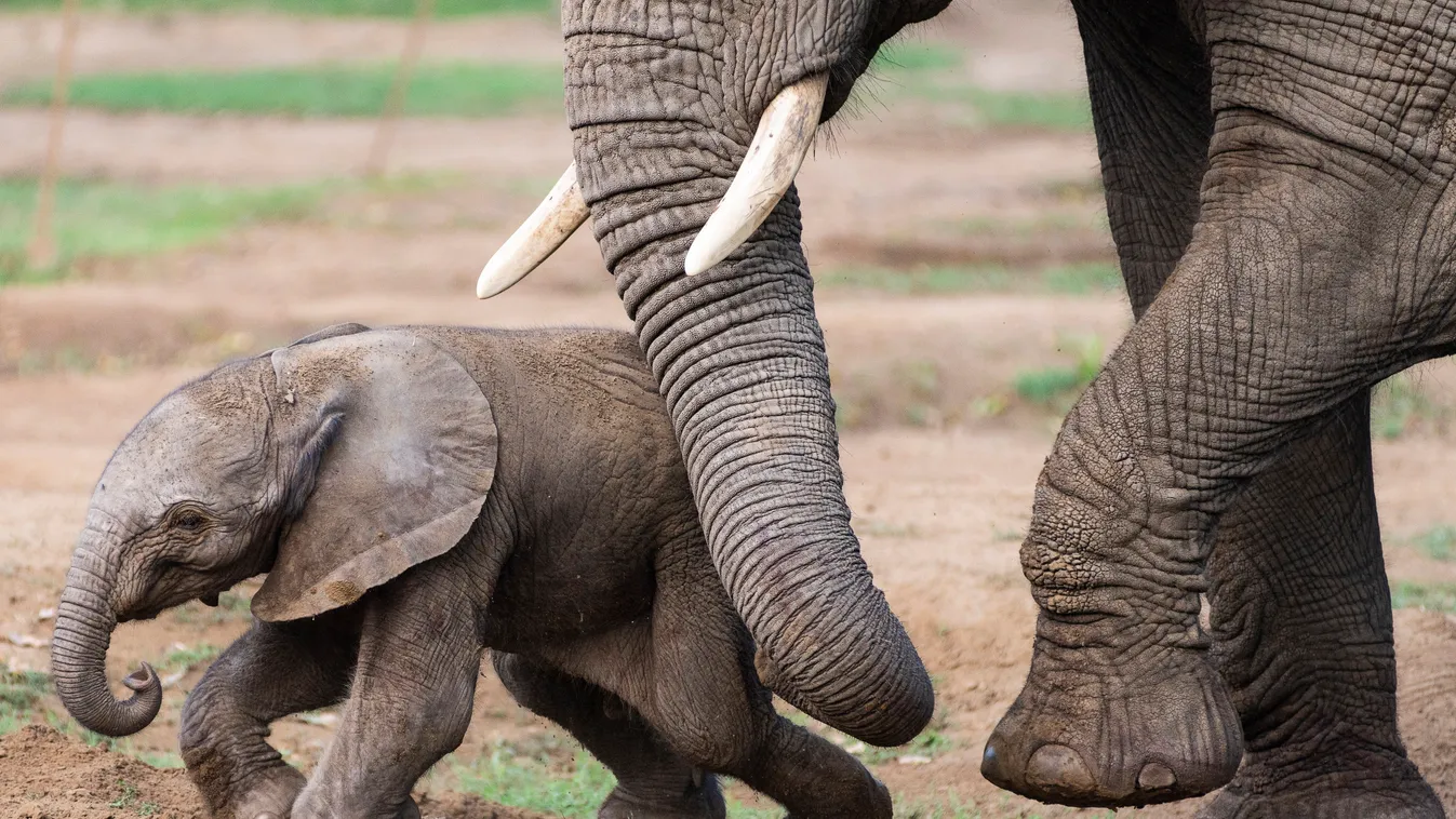 elefánt, Afrikai elefánt, született, születés, Nyíregyházi Állatpark, Nyíregyháza, állat 