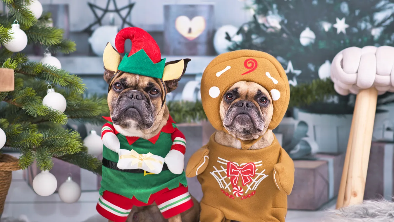 kutya karácsony ruha 
 Pair,Of,Festive,French,Bulldog,Dogs,Wearing,Funny,Christmas,Costumes gift,dressed up,pug,christmas elf,hilarious,merry,character,stud 