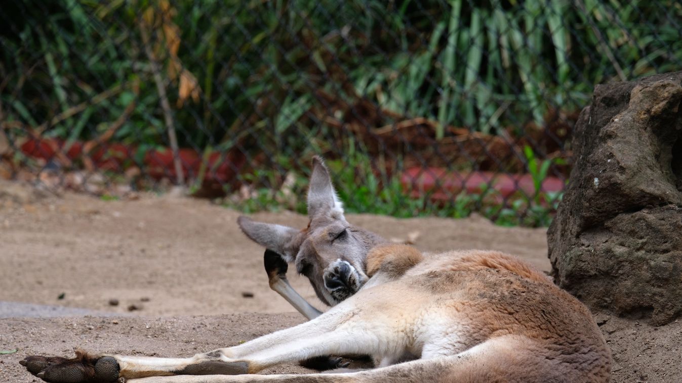 Kangaroo at Taronga Zoo in Sydney ZOO TOURISM LIF 