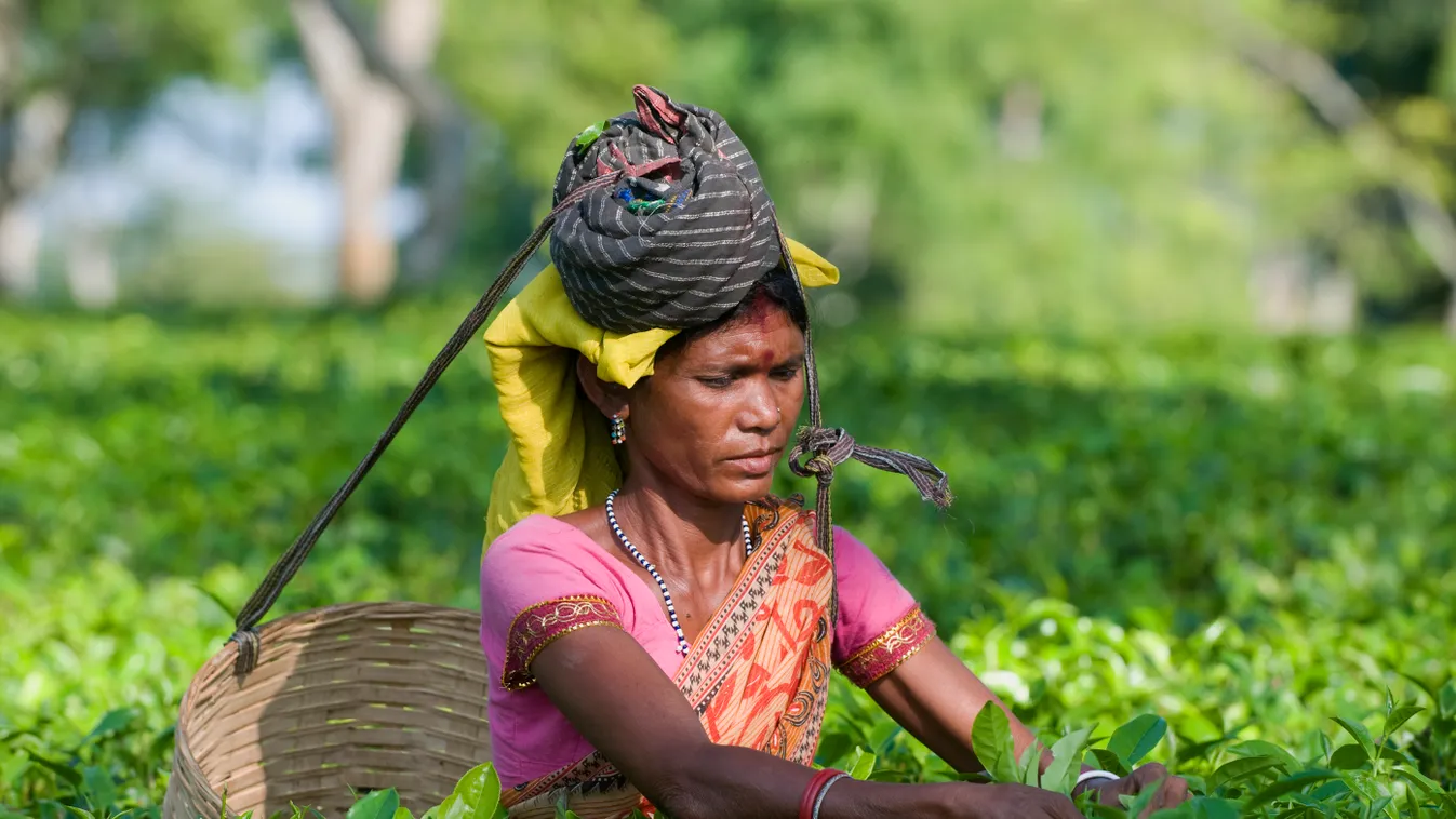 Agriculture Asia Assam State Cultivation Drink Economy India People Picking Social Tea Warm Drink Woman Working HORIZONTAL 