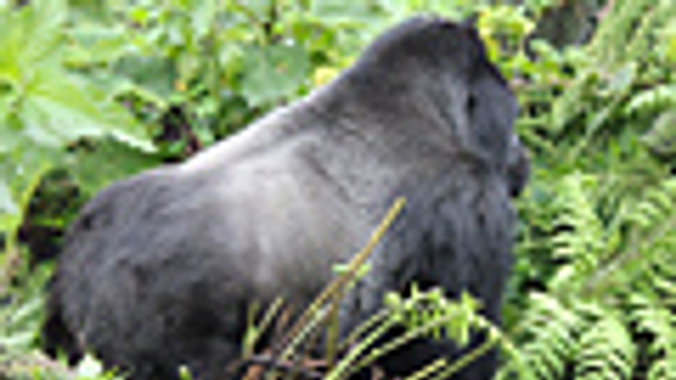 Gorillák Ruandában, gorilla, ruanda 