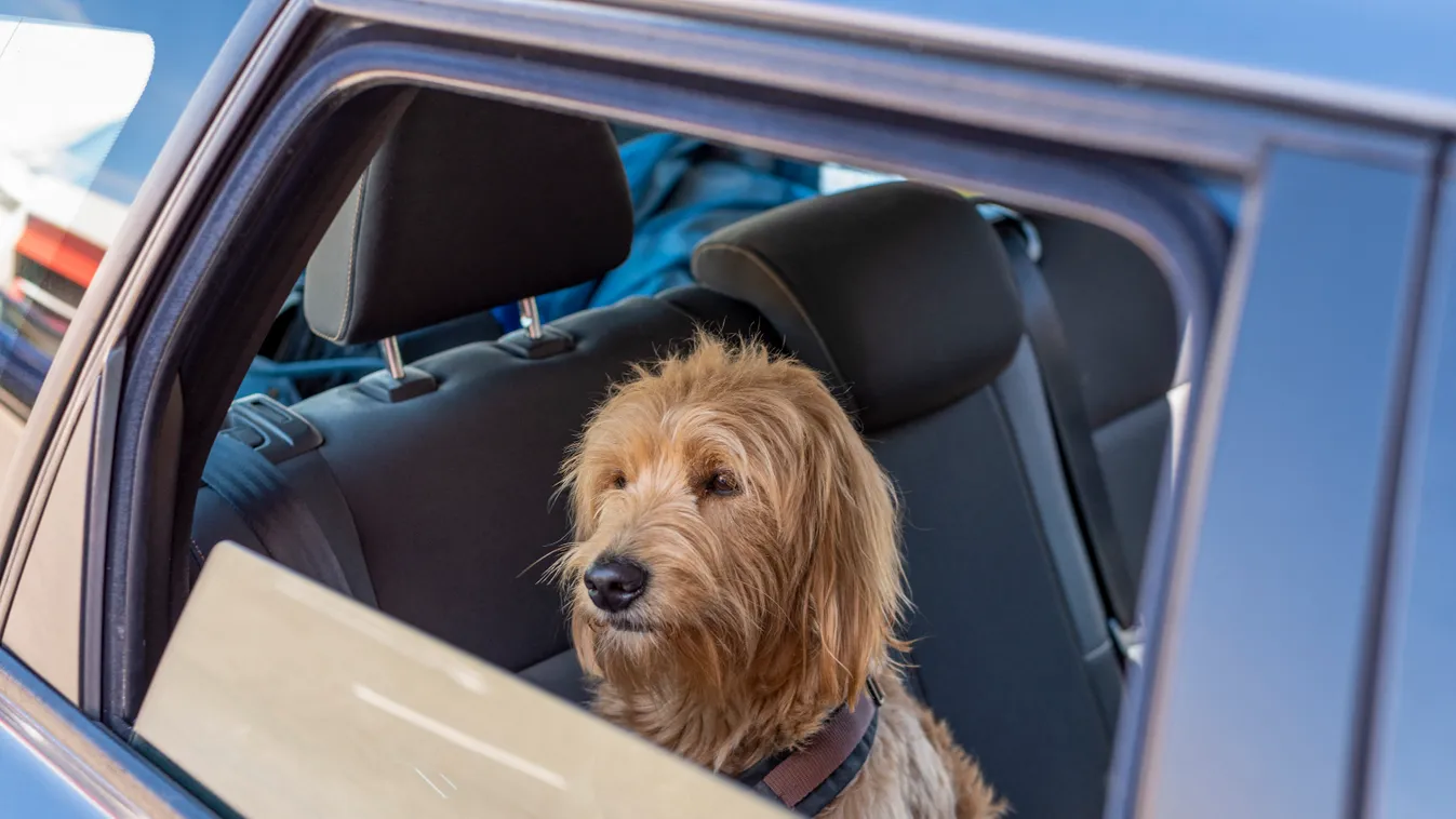 Dog in the car weather Holiday Seasons Animals Spring Driving Cream Family Dog Family Dogs Companion Companions Face Golden retriever Goldendoodle Hair Pets Dog observed cute Exterior shot Feature Horizontal ECONOMY TOURISM CAR EYES FUR PET HEAT 