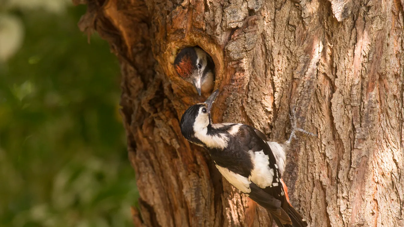 Syrian woodpecker juvenile Hatchling Nestling Fledgling Subadult Syrian Woodpecker Dendrocopos syriacus woodpeckers young offspring feed feeding bird birds chordate log tree male nature ornithological pecker perched piciform sharp vertebrate wildlife zool