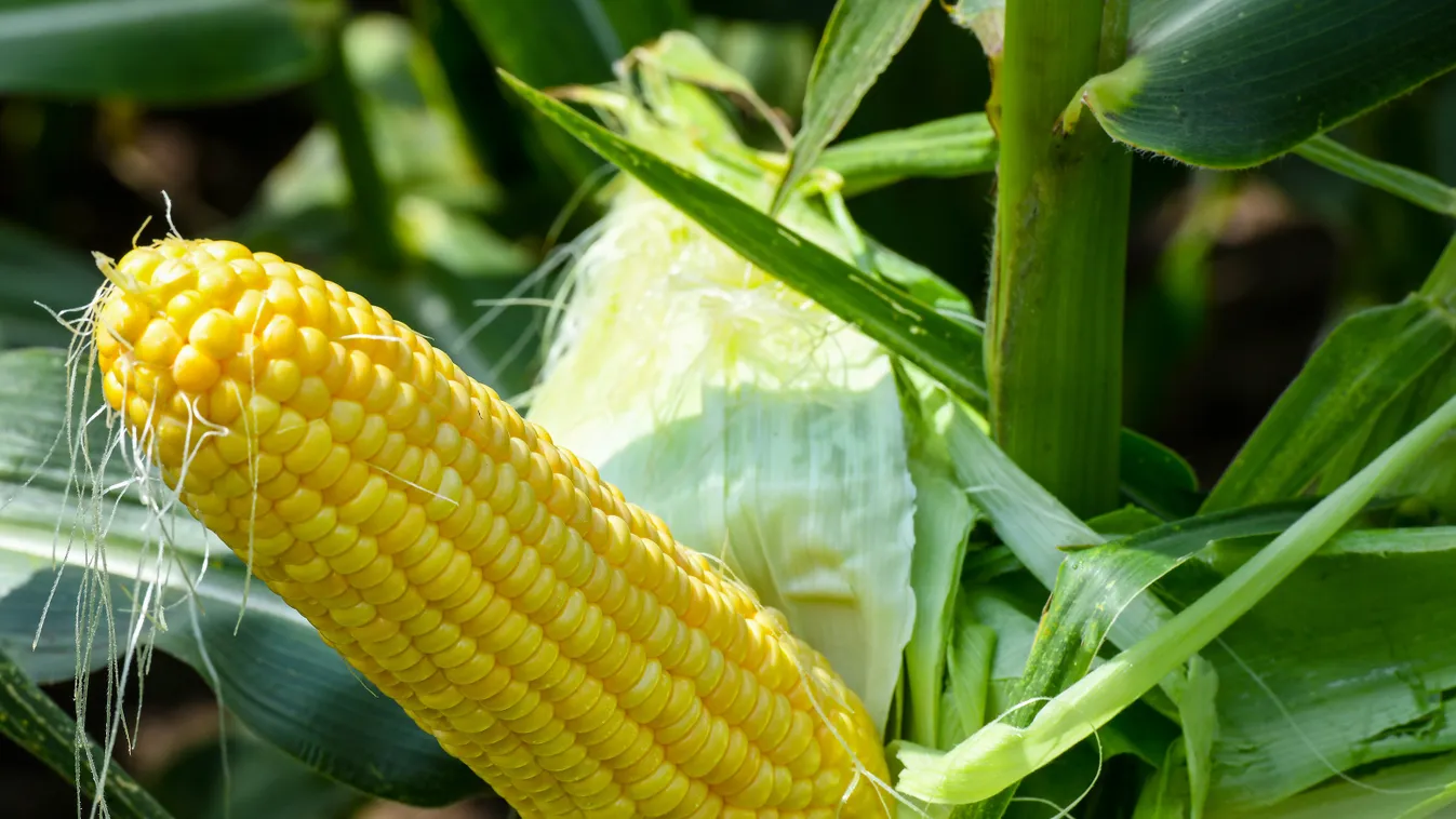 ÉVSZAK FOTÓ FOTÓTÉMA haszonnövény kukorica NÖVÉNY nyár zöldség magyar mezőgazdaság Magyarország 