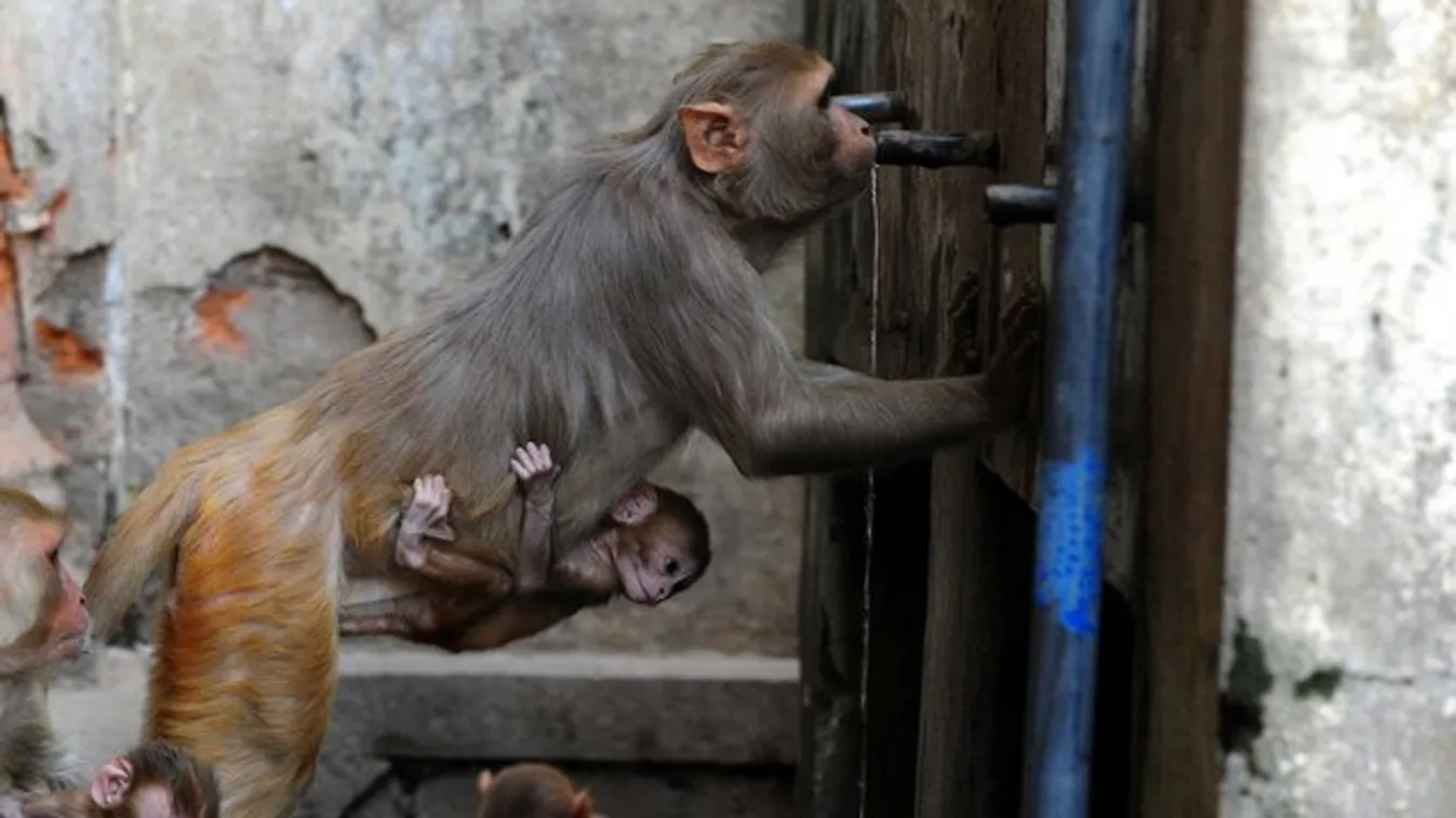 majmok, betörés, India 
