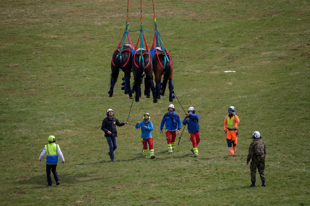 svájci légierő, helikopterrel szállítják a lovakat, galéria 