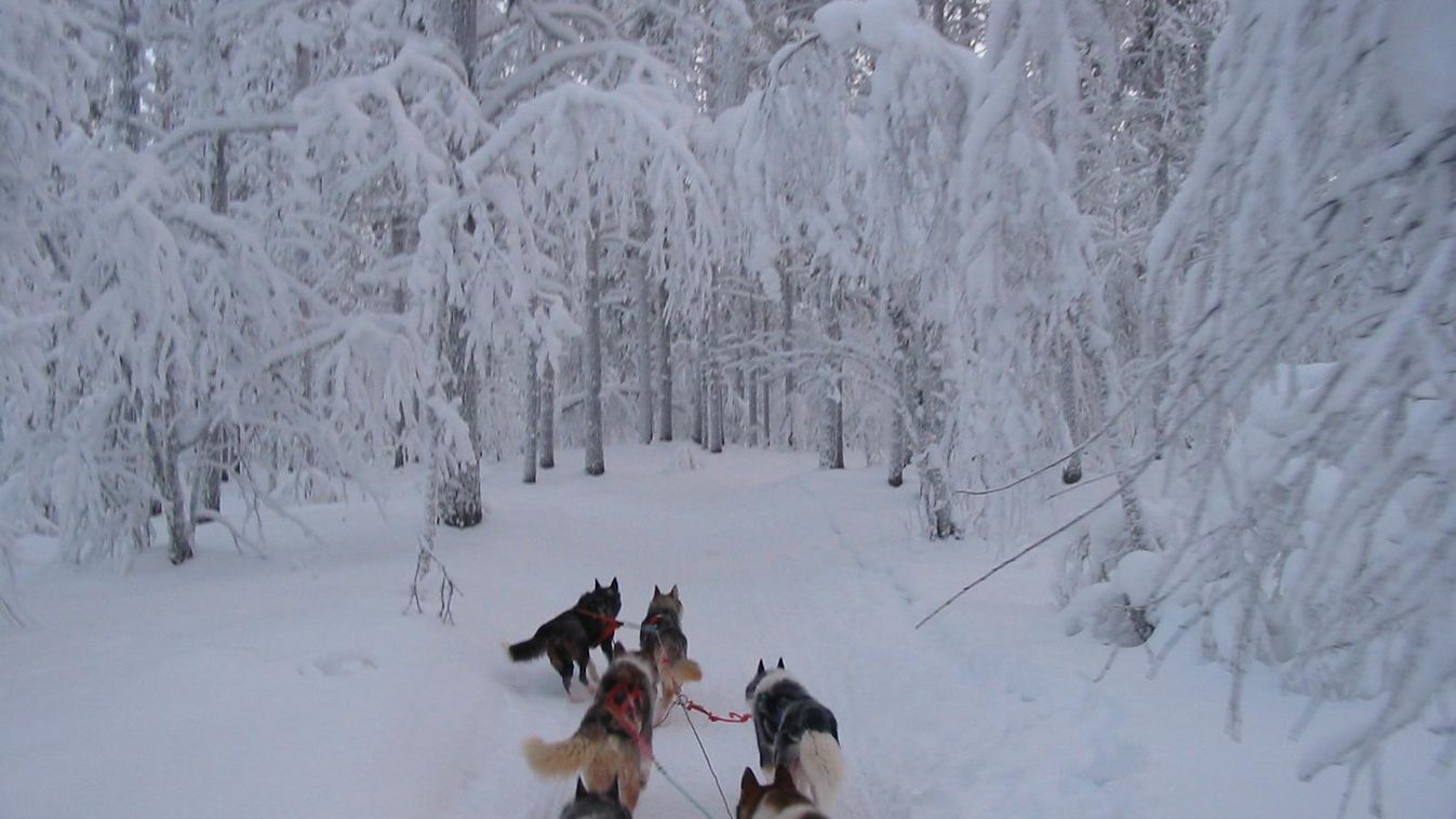 Lappföld, Finnország, kutyaszán 