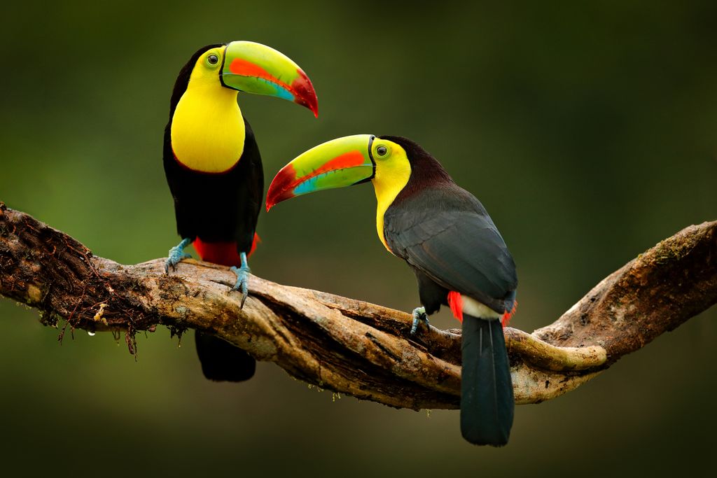 A világ legszínesebb madarai a papagájtól a pintyig, madár, madarak, színes madarak, látványos tollazat, Ramphastos sulfuratus, tukán 