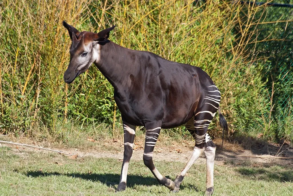 Ezek a világ legbizarrabb állatai, fotógaléria, 2022, okapi 