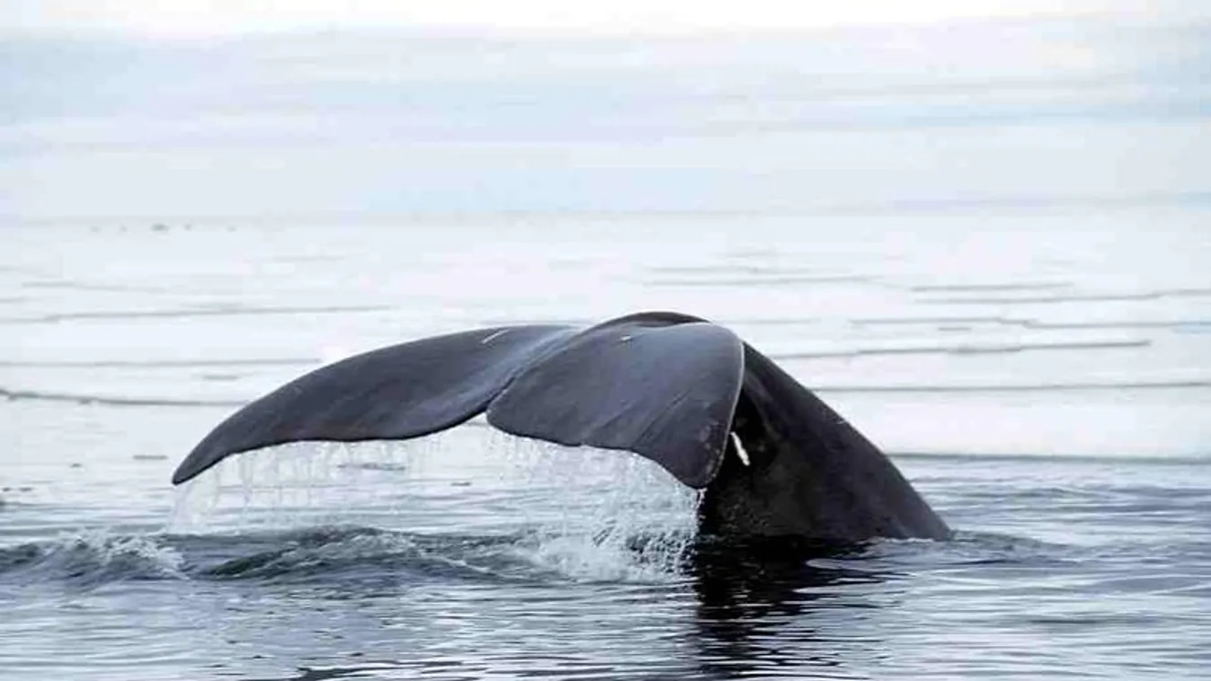 bowhead whale grönlandi bálna 