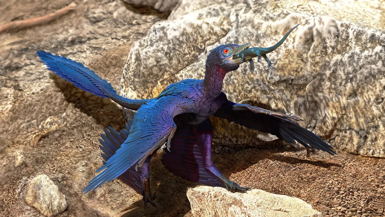 Microraptor 