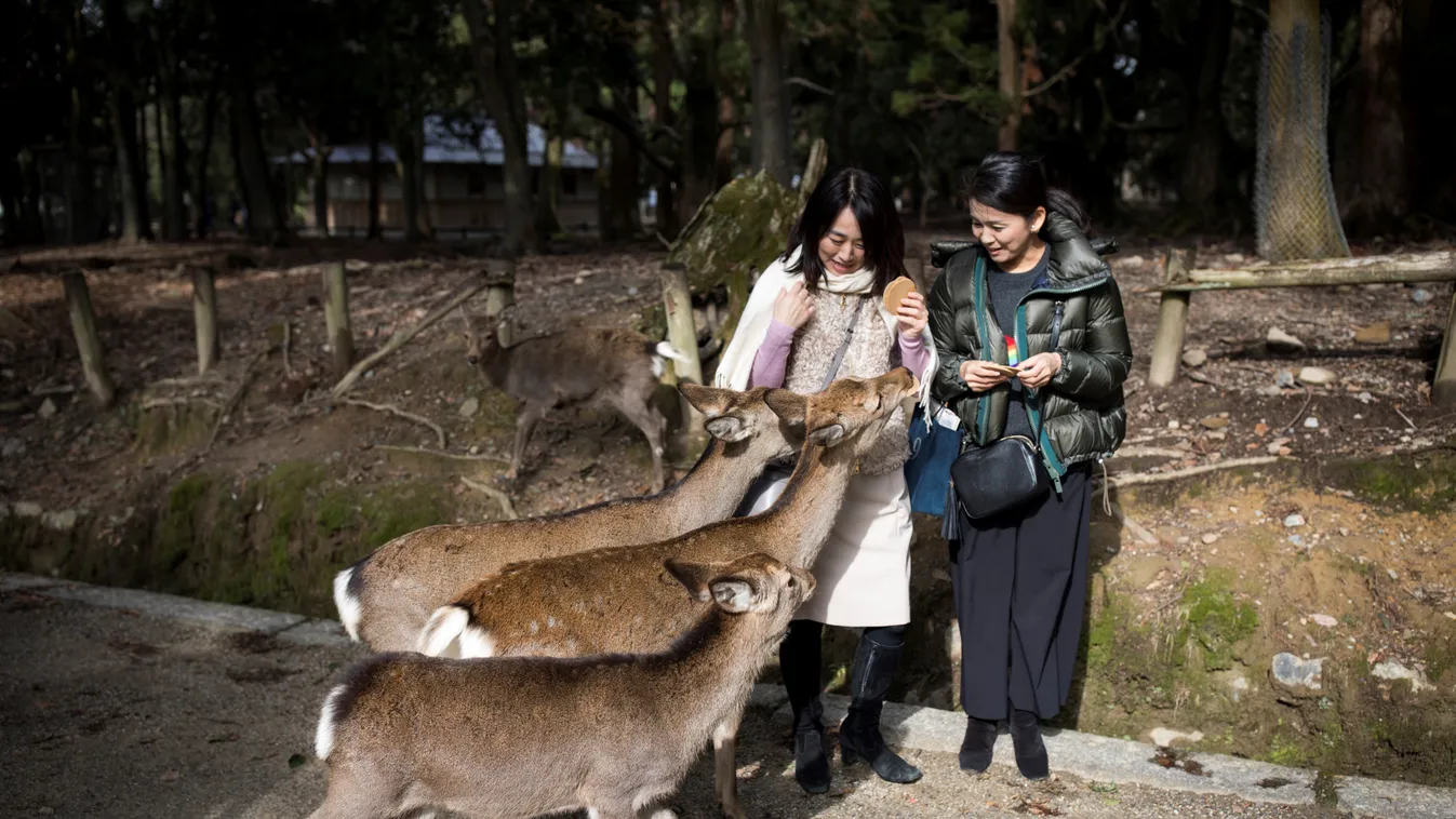 Nara Japán szikaszarvas 