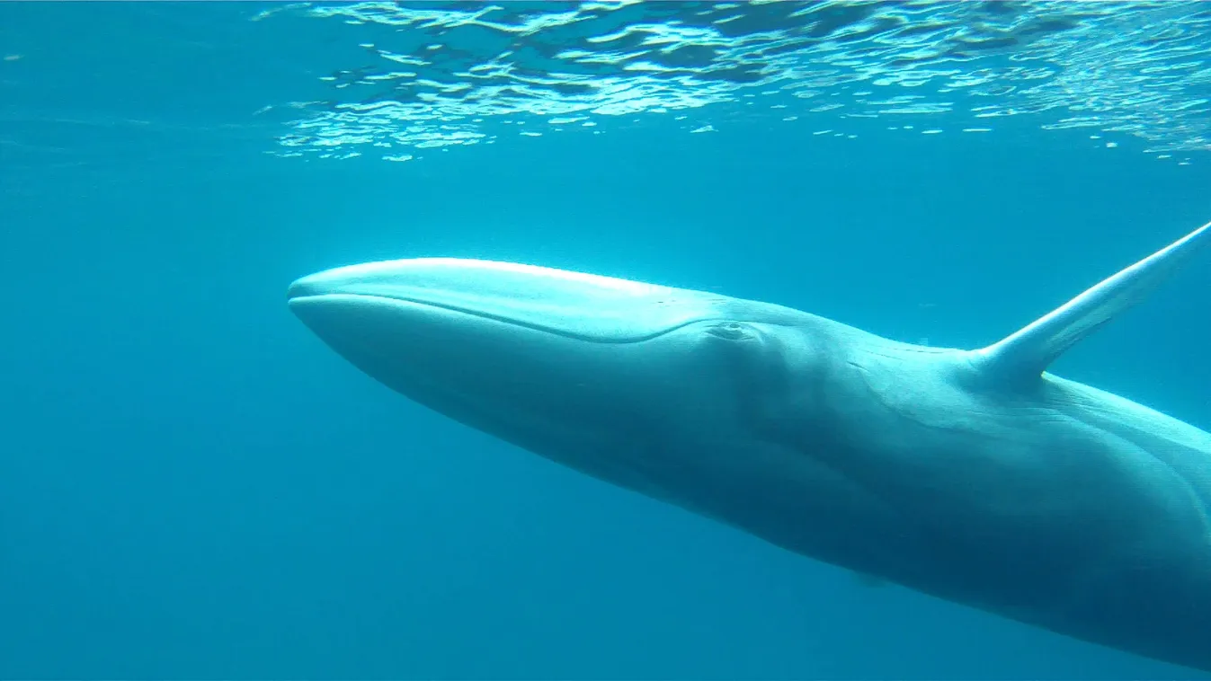 Omura-bálna 